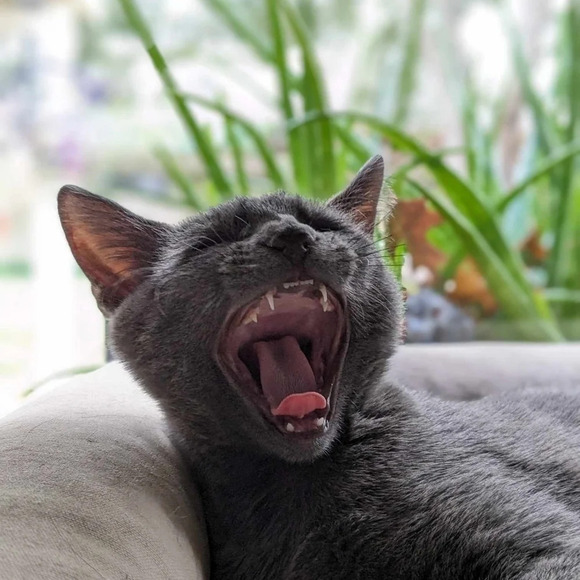 Cuff style adjustable silver color metal cat ring, cutout - Picture 3 of 5